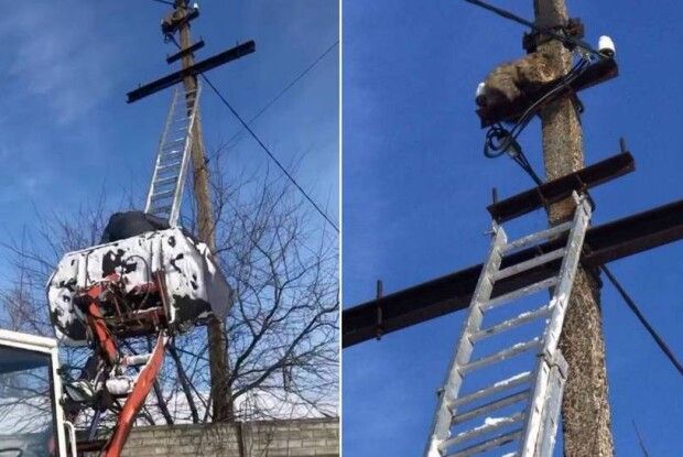 Жителі волинського міста врятували кота, який просидів добу на стовпі (Фото)