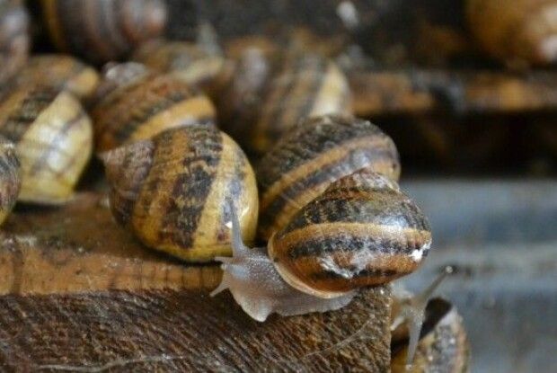 За півріччя експорт українських равликів зріс наполовину