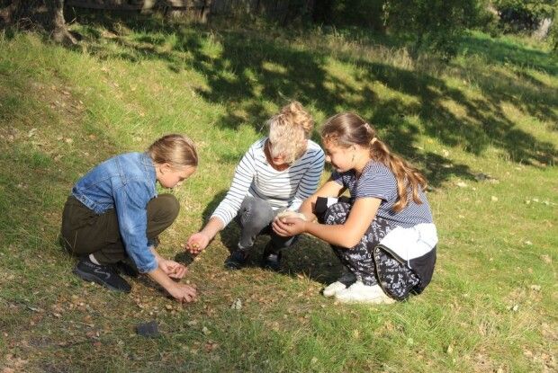 На Любешівщині збирають жолуді для диких тварин