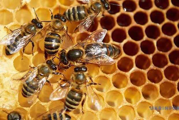 ЄС заборонив використовувати токсичні для бджіл пестициди