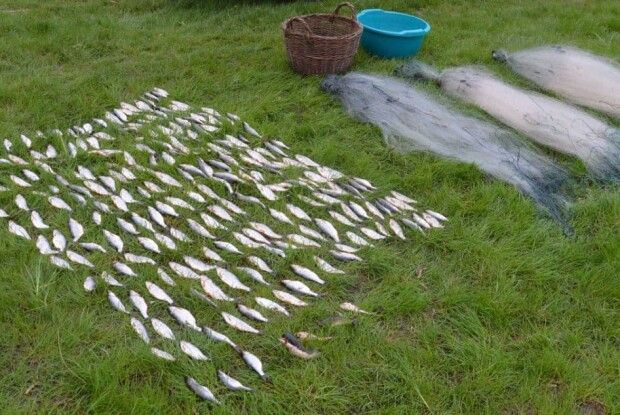 Волинянина, який виловив в період нересту з озера 226 рибин, покарають