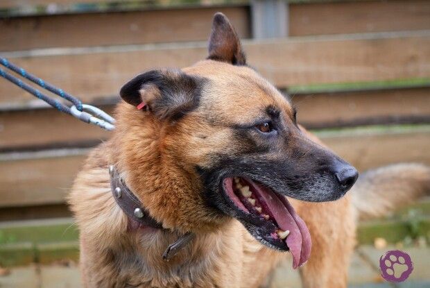 В Луцьку собаче щастя поцьомало Вулкана у носик (Фото)