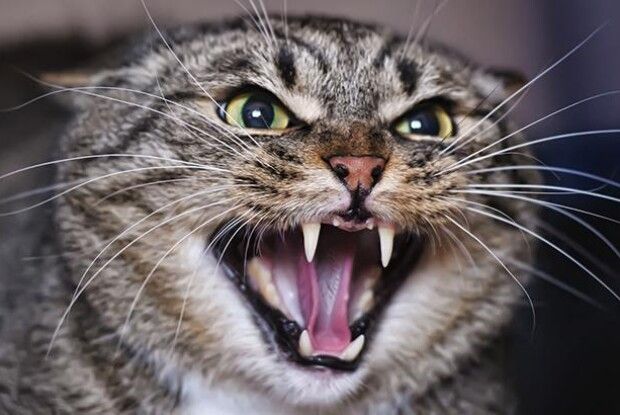 У Здолбунівському районі застрелили скаженого кота, який покусав дядька та його сусідку