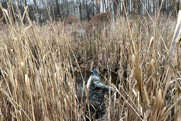 У болоті на Рівненщині виявили мертвого чоловіка