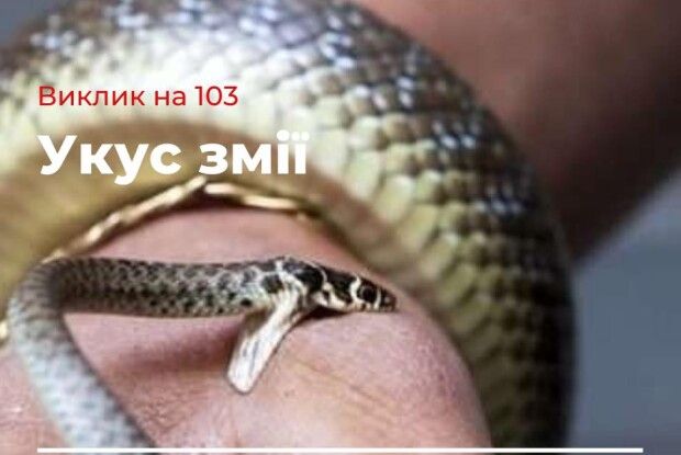 На Рівненщині дві жінки госпіталізовані через укус змії 