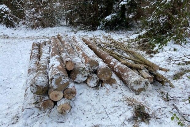 Волинянин піде під суд за те, що незаконно зрубав три сосни в лісі 