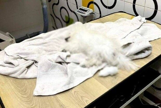 На Київщині власниця віддала підстригти цуценя, а отримала мертву тваринку