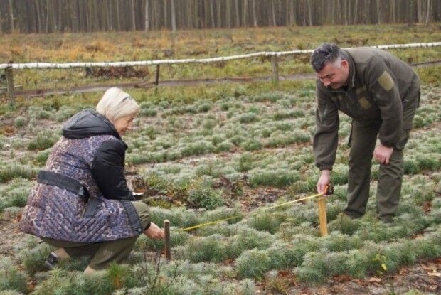 Волинські лісівники проводять осінню інвентаризацію