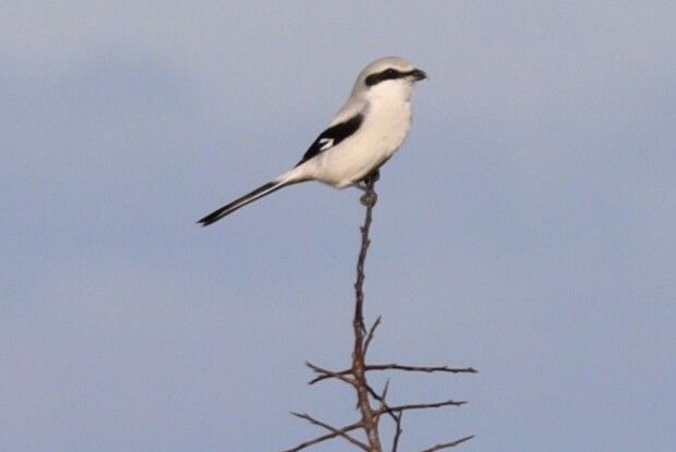 На Волинь прилетіли унікальні птахи