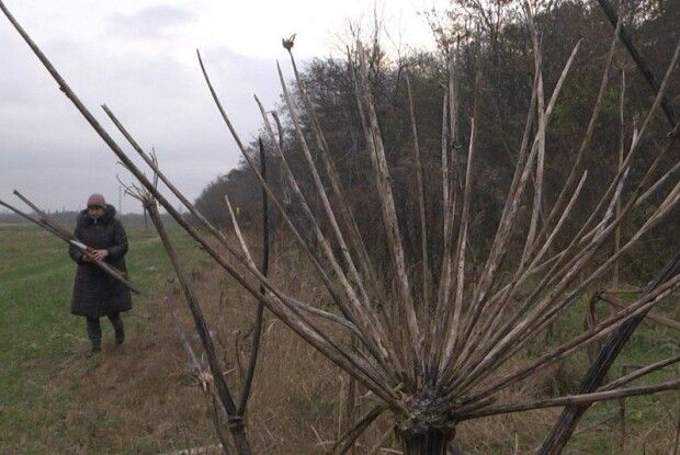 Лучанка показала, як створює з отруйного борщівника мелодійні дощовиці