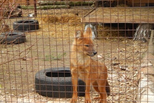 У Луцьку завелися червоні вовки
