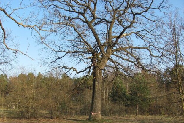 На Старовижівщині врятували дуба... стрічкою та хрестом