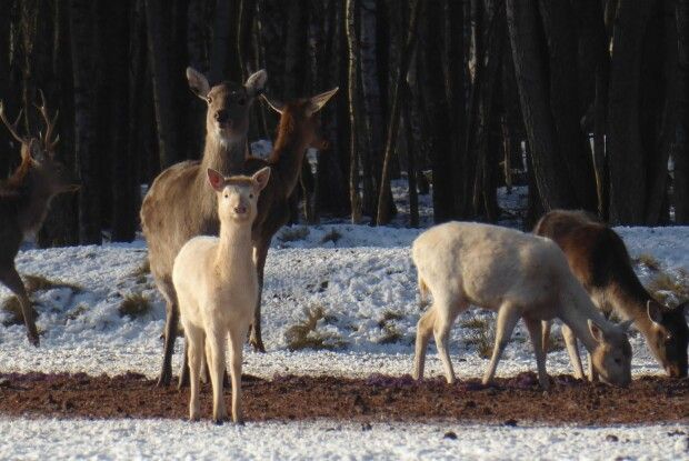 У лісах на Волині помітили рідкісних білих оленів-альбіносів (Фото)