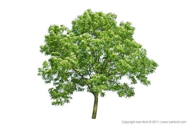 Догляд за короною овочевих дерев