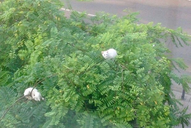 На вулиці Гаркуші рятувальники зняли з височезної акації двох муркотунів