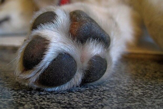 На Волині судили 55-річного чоловіка, який вбив собаку