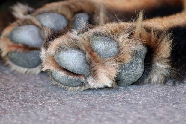 На Волині пса, який покусав дітей, жорстоко вбили