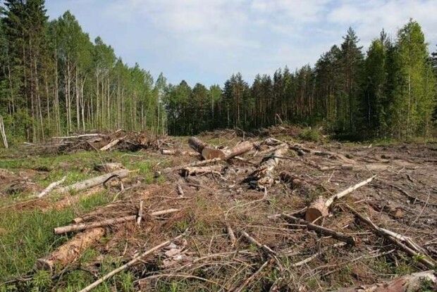 Масштаби незаконних рубок на Волині сягають мільйонів