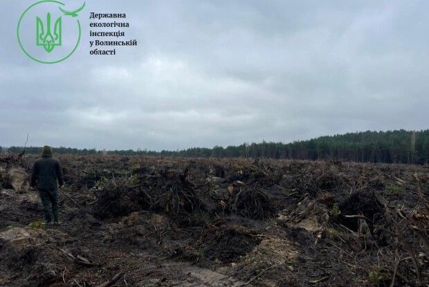 На Волині незаконно вирубали майже 7 тисяч дерев 