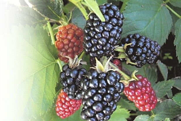 На кущах біля стежини зріють ягідки ожини. Круті рецепти