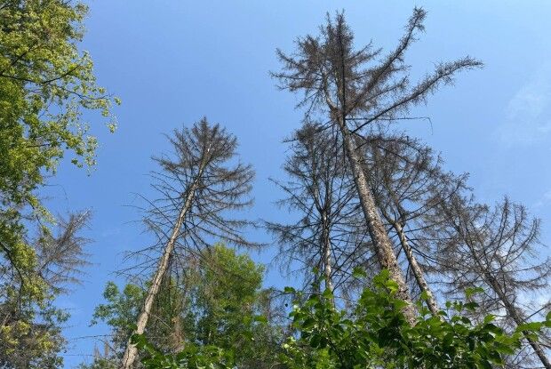 Ліси під загрозою: на Волині фіксують масове всихання дерев