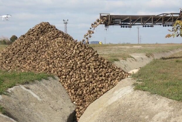 Цукрові заводи Волині приймають буряки від населення