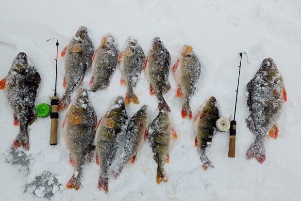 Волинянин повернувся з риболовлі із дюжиною окуниськ (Фото)