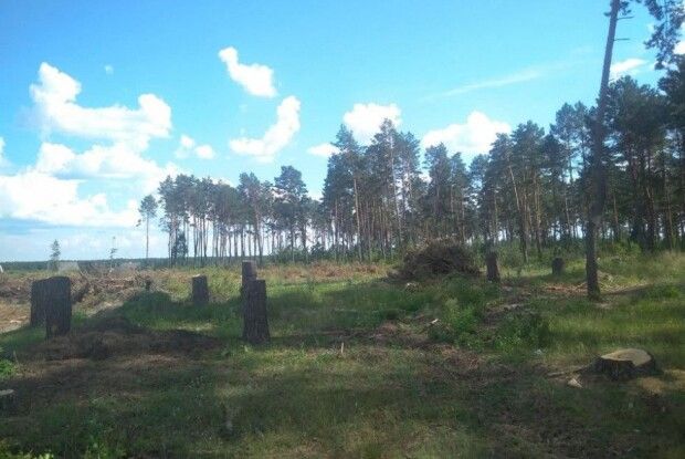 У селі на Волині невідомі незаконно зрубали 698 дерев, щоб збудувати там хати