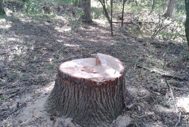 На Горохівщині шукають злодіїв, які спиляли три дуби