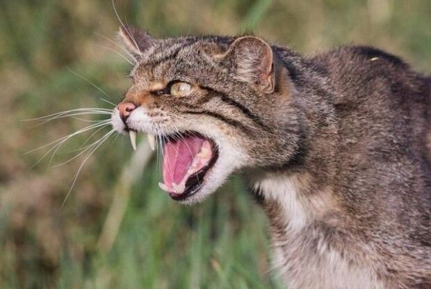 Знову випадок сказу на Волині: у селі людей покусав бродячий кіт