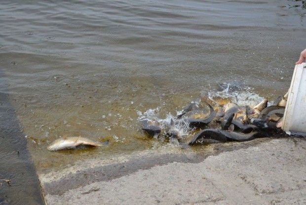 У ковельське водосховище випустили 1200 кілограмів риби