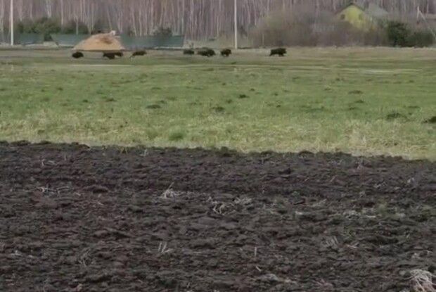 На Рівненщині стадо диких тварин бігло через село (Відео)