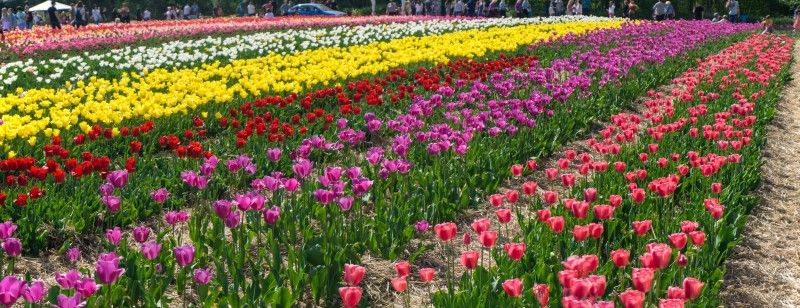Наступного року тюльпанове поле планують збільшити ще на 1 гектар.