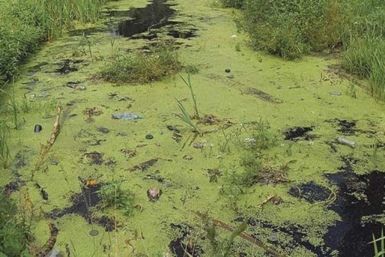 Річку Цир перетворюють на великий нужник