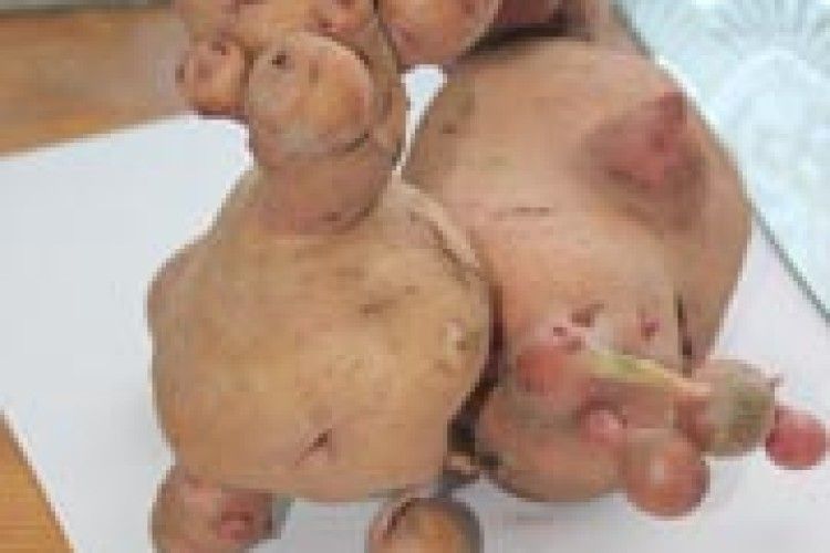 ДИВА ПРИРОДИ: чудернацька картопля з Горохівщини