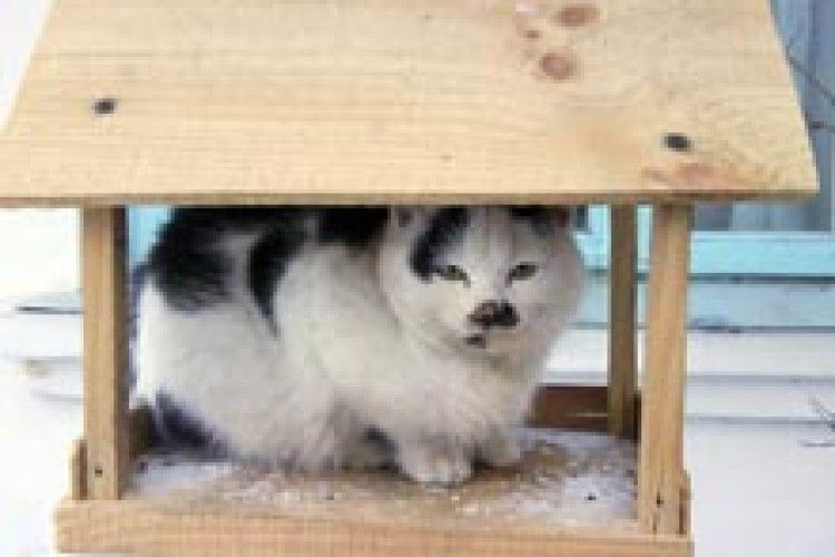 ФОТО НА КОНКУРС: котяча дача