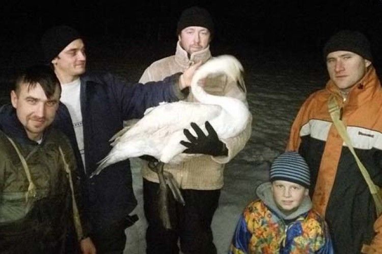 Сільський голова врятував лебедя (ФОТО)