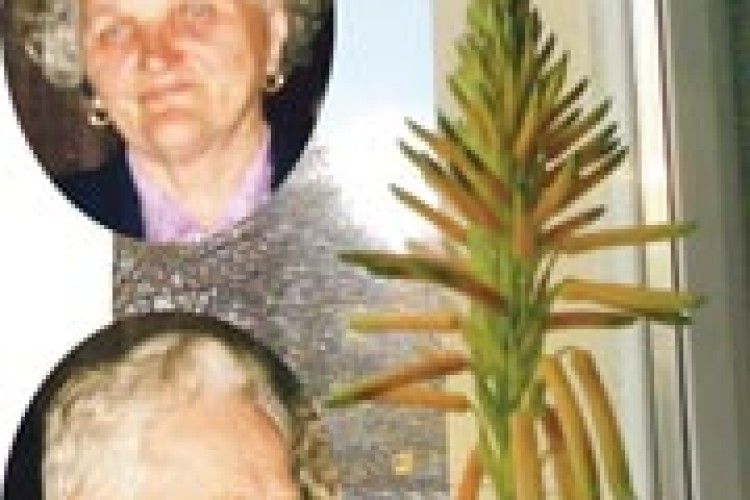 А В НИХ СТОЛІТНИК ЦВІТЕ НЕ РАЗ НА ВІКУ, А ЩОРОКУ!