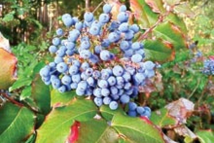 ЧИ ЇСТІВНІ ЯГОДИ МАГОНІЇ ПАДУБОЛИСТОЇ?