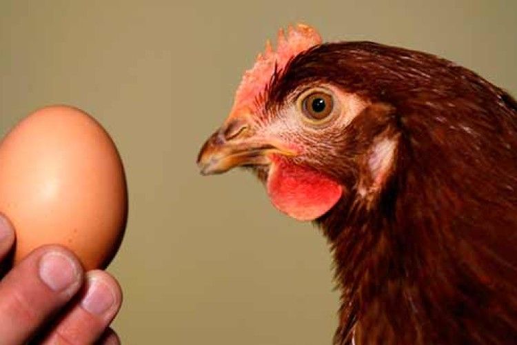 Чому кури несуть маленькі яйця?