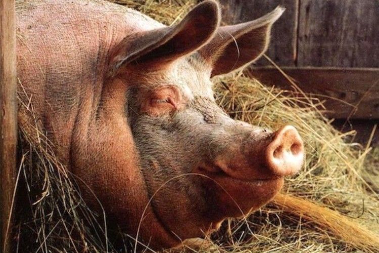 Фермер надудлився і поліз битися зі свинею – лишився без геніталій, а згодом і без життя