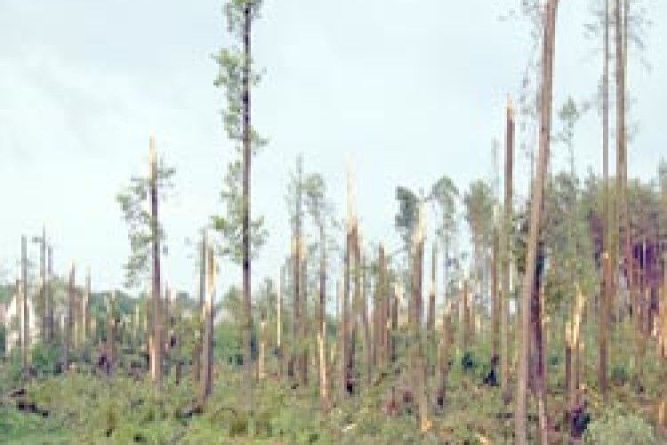 БУРЕВІЙ ЛАМАВ ДЕРЕВА, ЯК СІРНИКИ