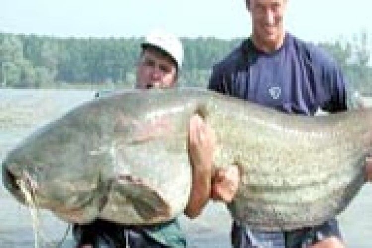 РИБАЦЬКІ СТРАВИ