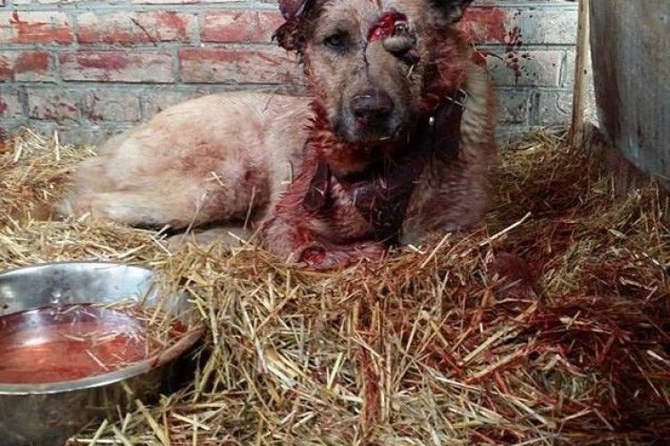  На Волині невідомі порубали сокирою пса помічника нардепа