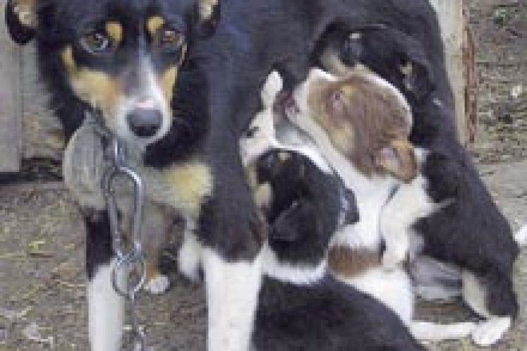 ЗВОРОТНИЙ ЗВ’ЯЗОК: погляд у душу