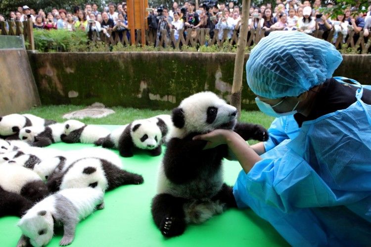 У Китаї побільшало панд