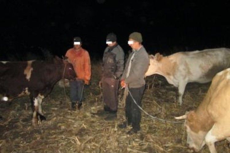 На Луганщині затримали велику рогату контрабанду