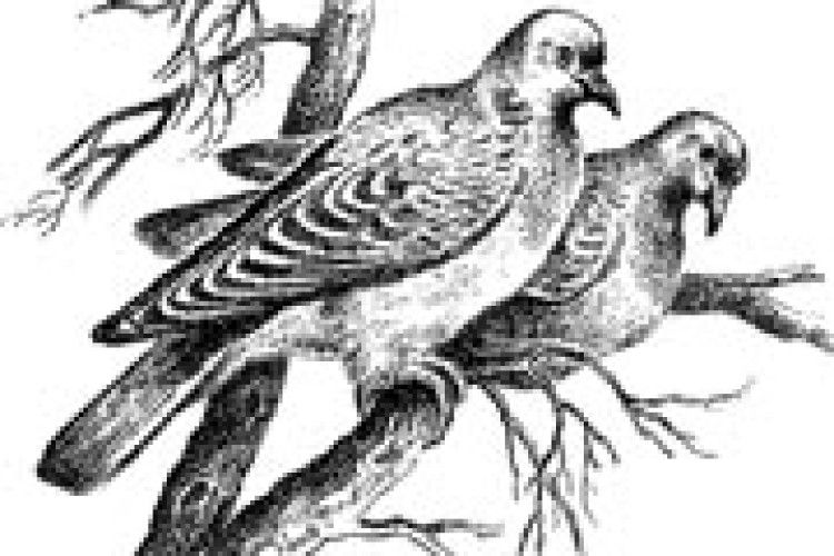 ПОГОДА: ще не весна, але відлига