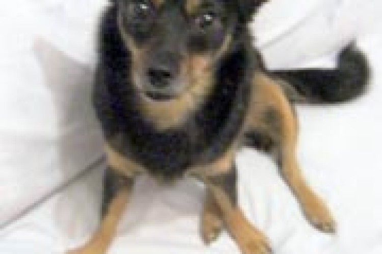 СОБАЧА ІСТОРІЯ: як мене «розводили на бабки»