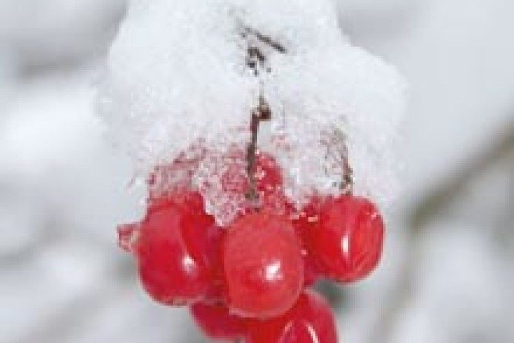 ФОТО НА КОНКУРС: останні акорди зими